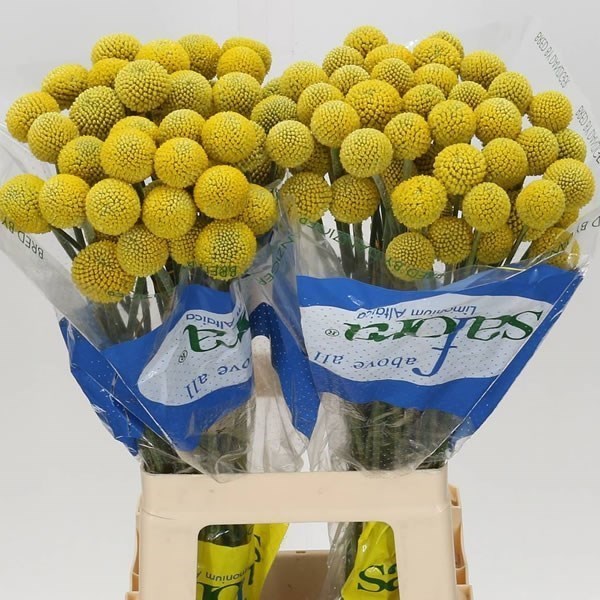 Craspedia Paintball Globe 80cm Wholesale Dutch Flowers & Florist