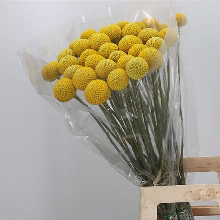 Craspedia Tennis Ball XXL