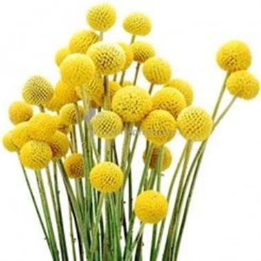 Craspedia Yellow (Natural)