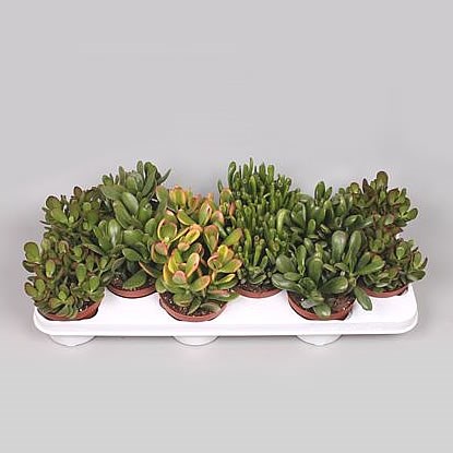 Crassula Plants Winco Mix (12s)