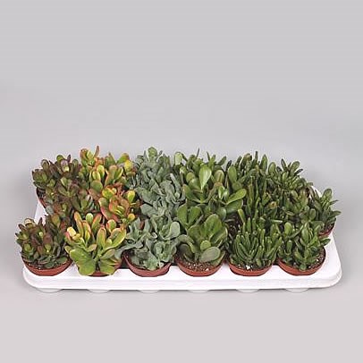 Crassula Plants Winco Mix (18s)