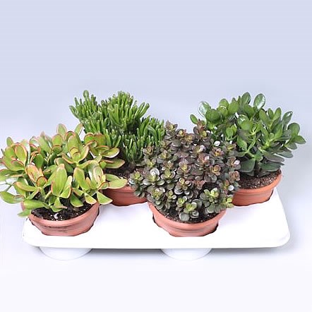 Crassula Plants Winco Mix (4s)