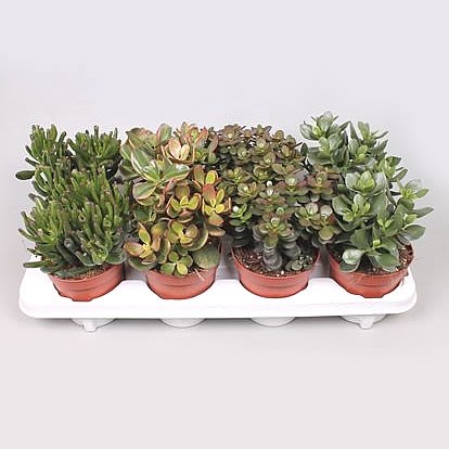 Crassula Plants Winco Mix (8s)