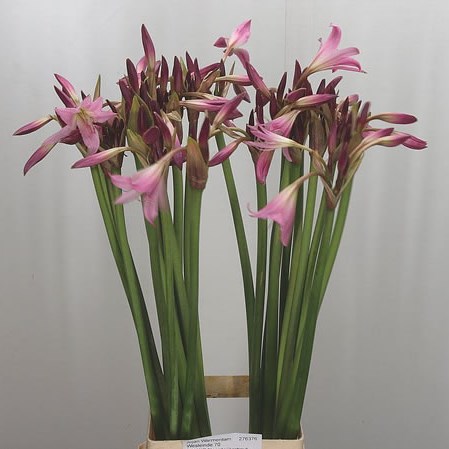 Crinum Powelii Pink