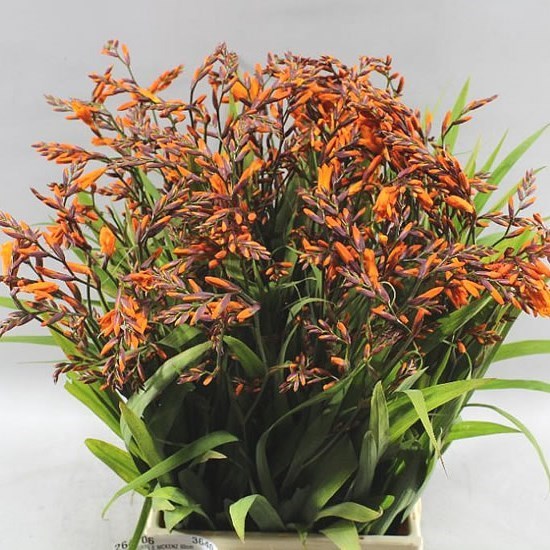 Crocosmia Emily McKenzie