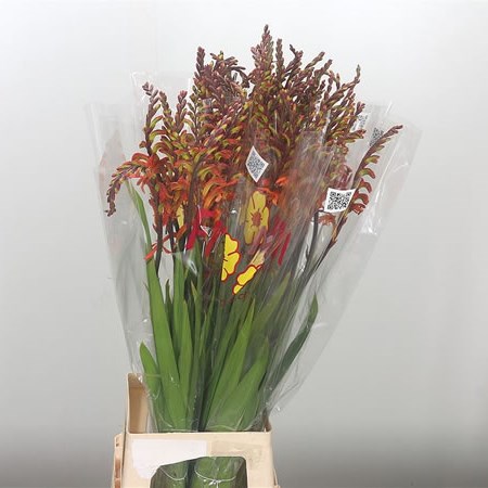 Crocosmia Orange