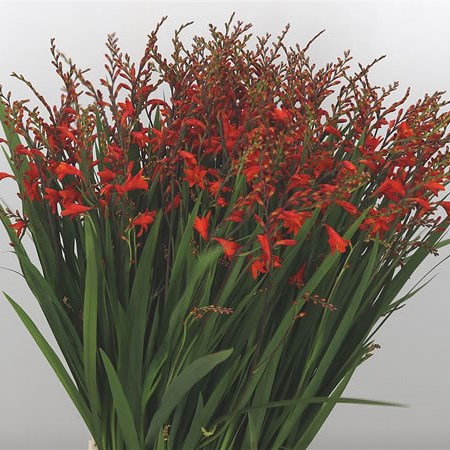 Crocosmia Red King