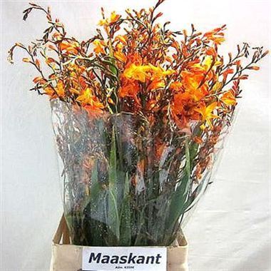 Crocosmia Emily Mckenzie