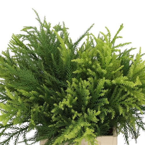Cryptomeria Japonica Sekkan