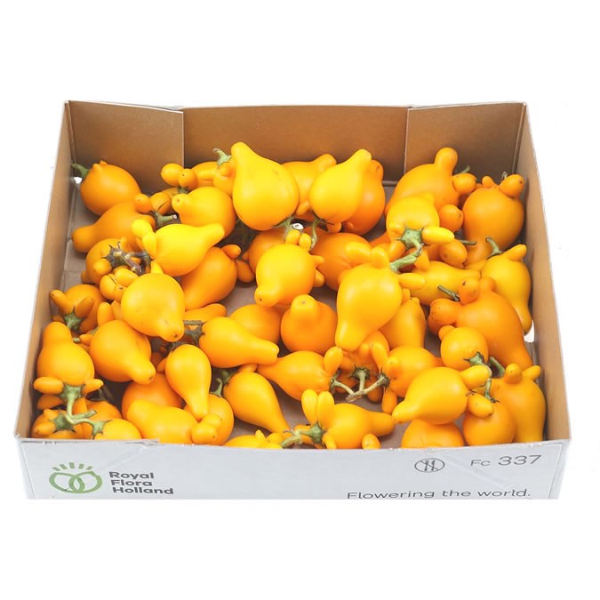Cucumis Solanum Pig Faces