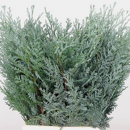 Cupressus Sempervirens Blue