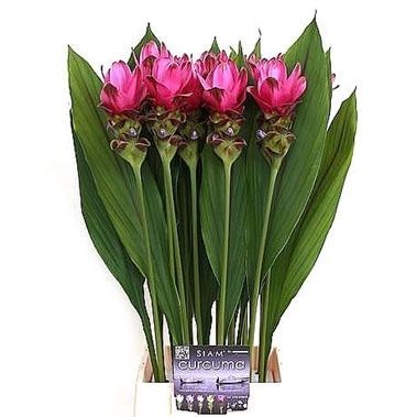 Curcuma Siam Shadow