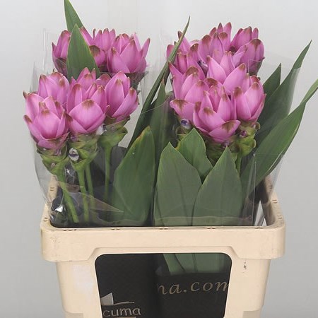 Curcuma Siam Sign