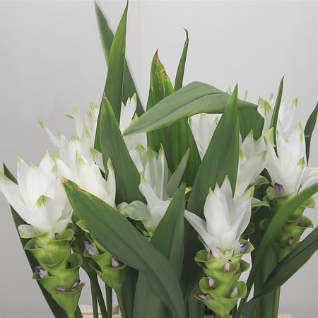 Curcuma Siam Smile