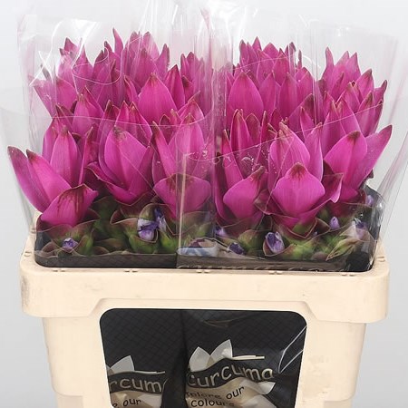 Curcuma Siam Soul