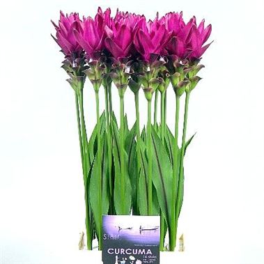Curcuma Siam Sunset
