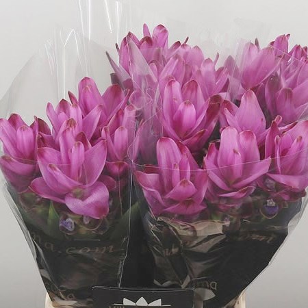 Curcuma Siam Supreme