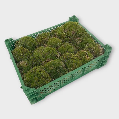 Cushion Moss (Bunn Moss)
