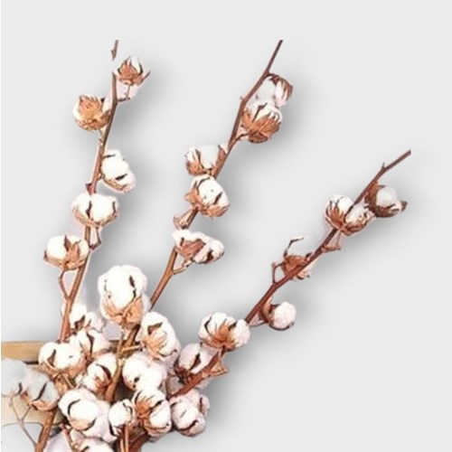 Gossypium Cotton - 7 Buds