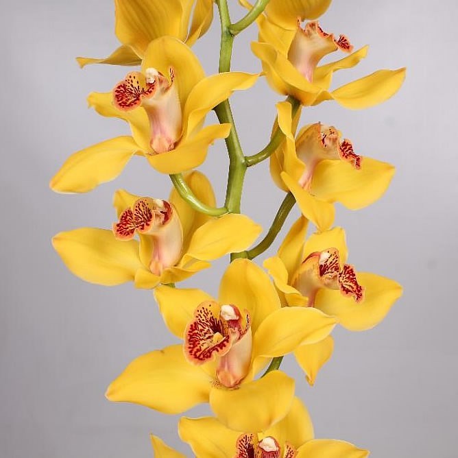 Cymbidium Orchid Golden Boy Nevada