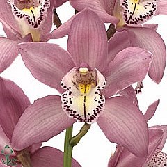 Cymbidium Orchid Aida