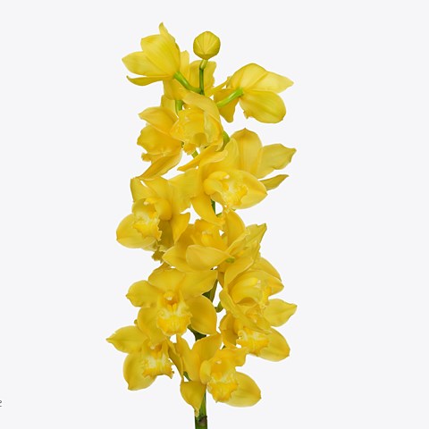 Cymbidium Orchid Albino Yellow
