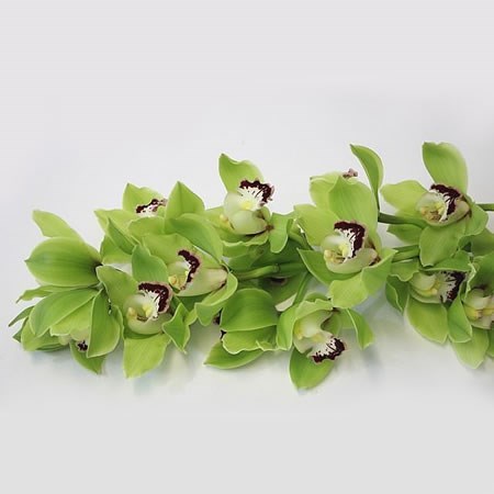 Cymbidium Orchid Alice Anderson