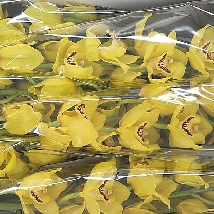 Cymbidium Orchid Anika