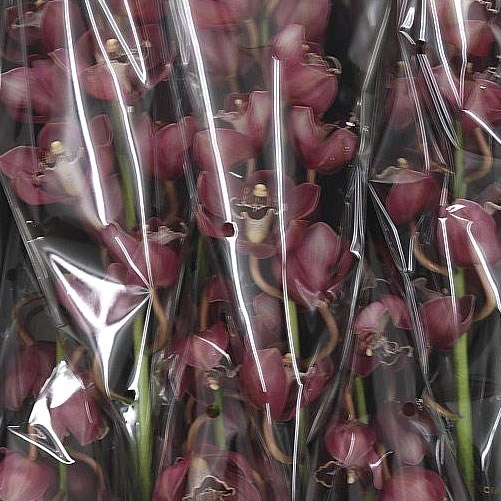 Cymbidium Orchid April