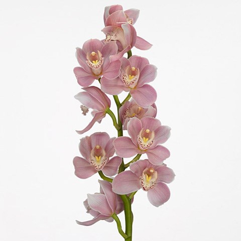 Cymbidium Orchid Bartolme Ferrello Hyzenthly