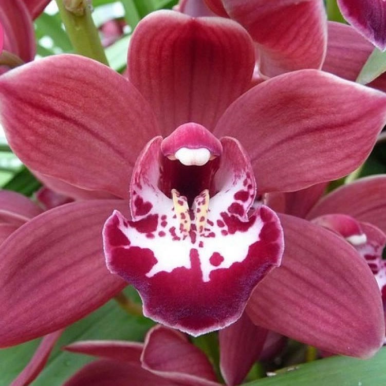Cymbidium Orchid - Benjamin
