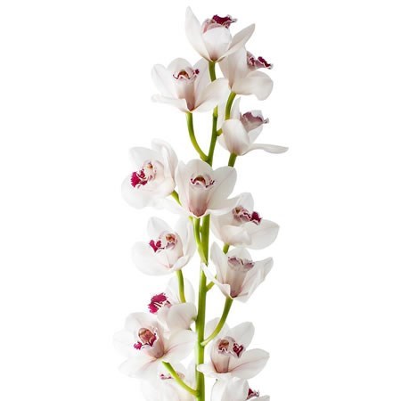 Cymbidium Orchid Bernaflor