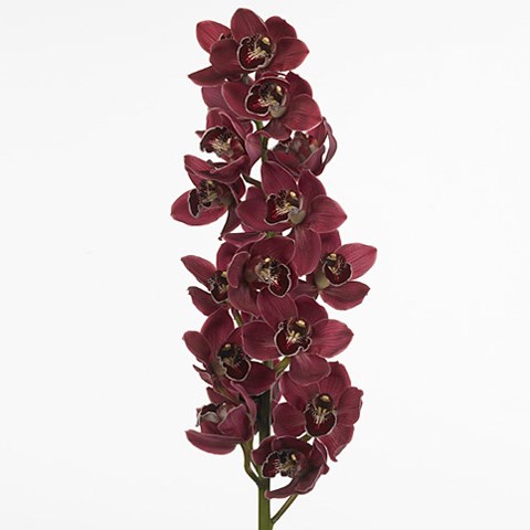 Cymbidium Orchid Blazing Fury Hades