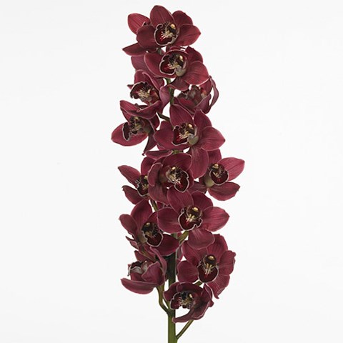 Cymbidium Orchid Blazing Fury Hades
