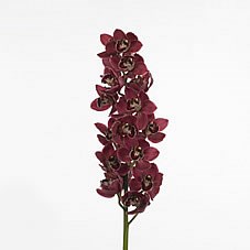 Cymbidium Orchid Blazing Fury 'Hades'