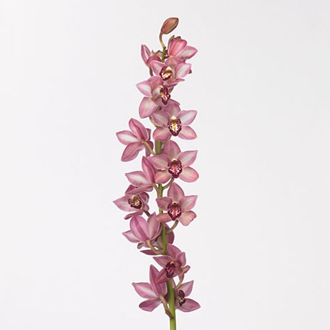 Cymbidium Orchid Boudi