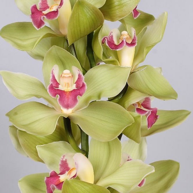 Cymbidium Orchid Bremo