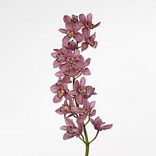 Cymbidium Orchid Candy