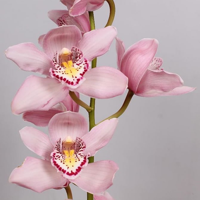 Cymbidium Orchid Cocktail