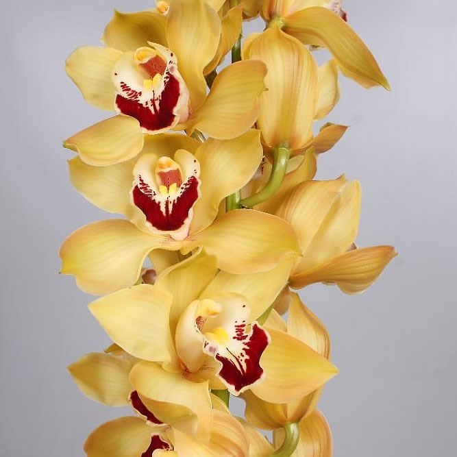 Cymbidium Orchid Cooksbridge