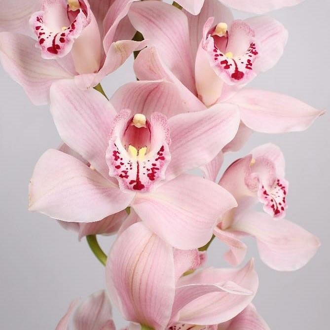 Cymbidium Orchid Delmonte