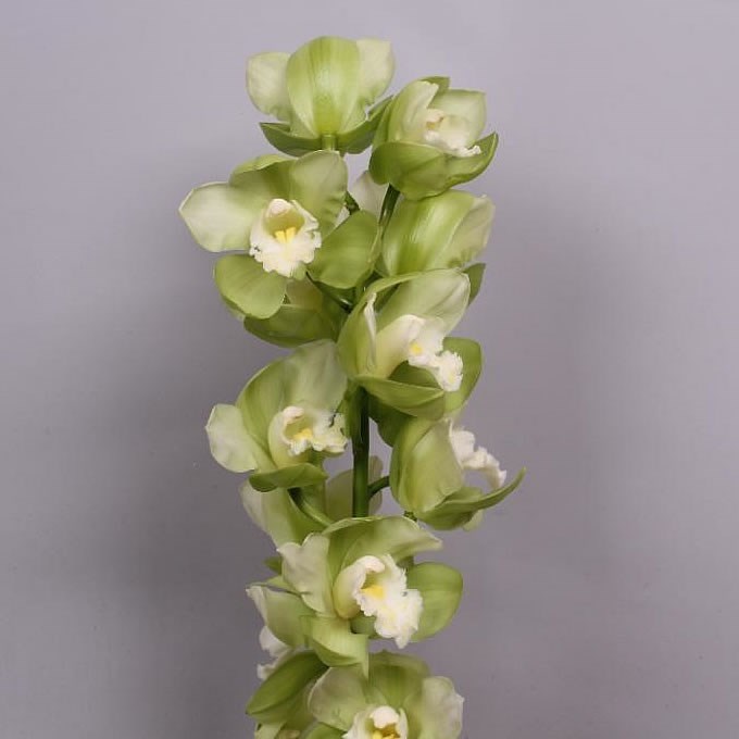 Cymbidium Orchid Dino Talos