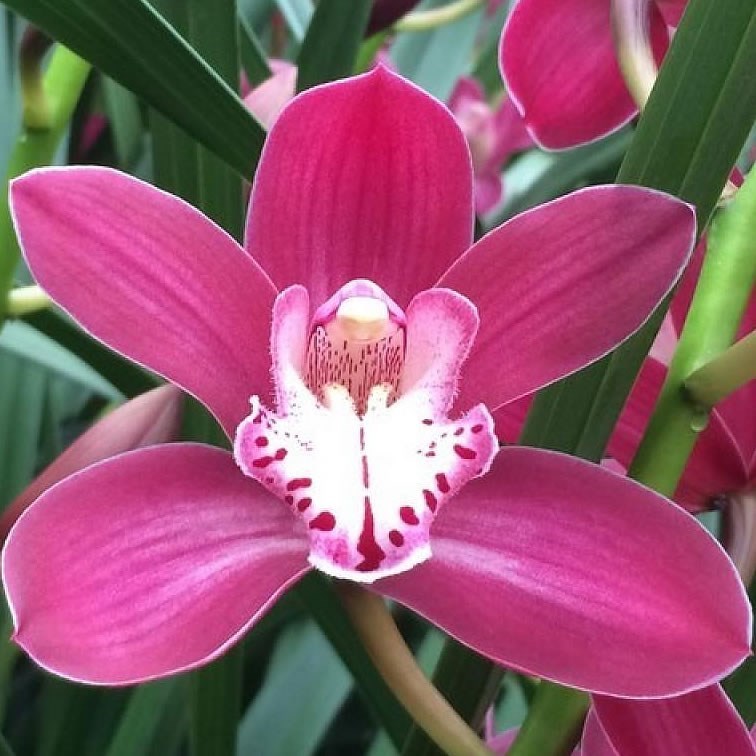 Cymbidium Orchid Earliflame