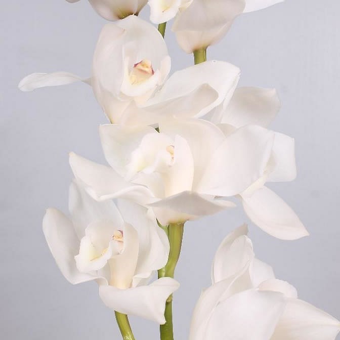 Cymbidium Orchid Early White