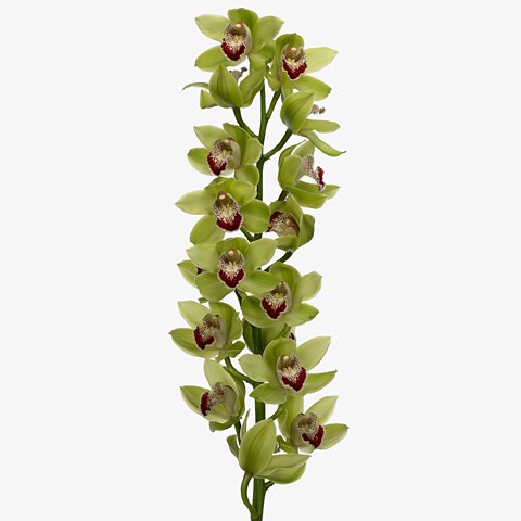 Cymbidium Orchid Emmagreen