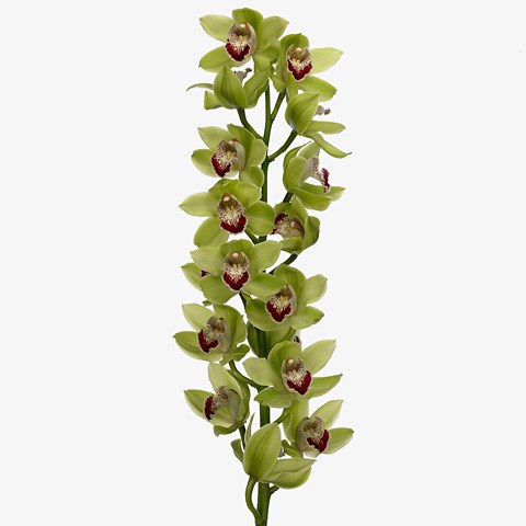 Cymbidium Orchid Emmagreen