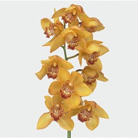 Cymbidium Orchid Esther