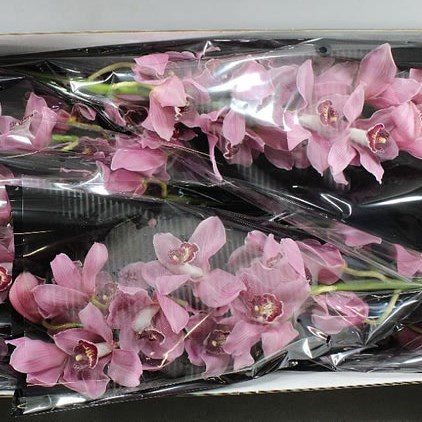 Cymbidium Orchid Fireglow