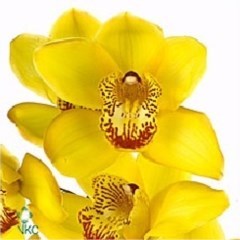Cymbidium Orchid Fleurijn