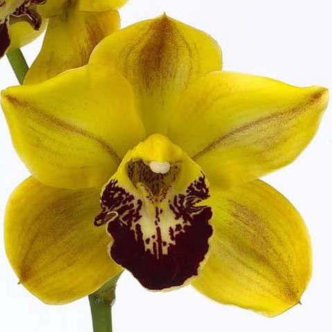 Cymbidium Orchid Florisun Vera